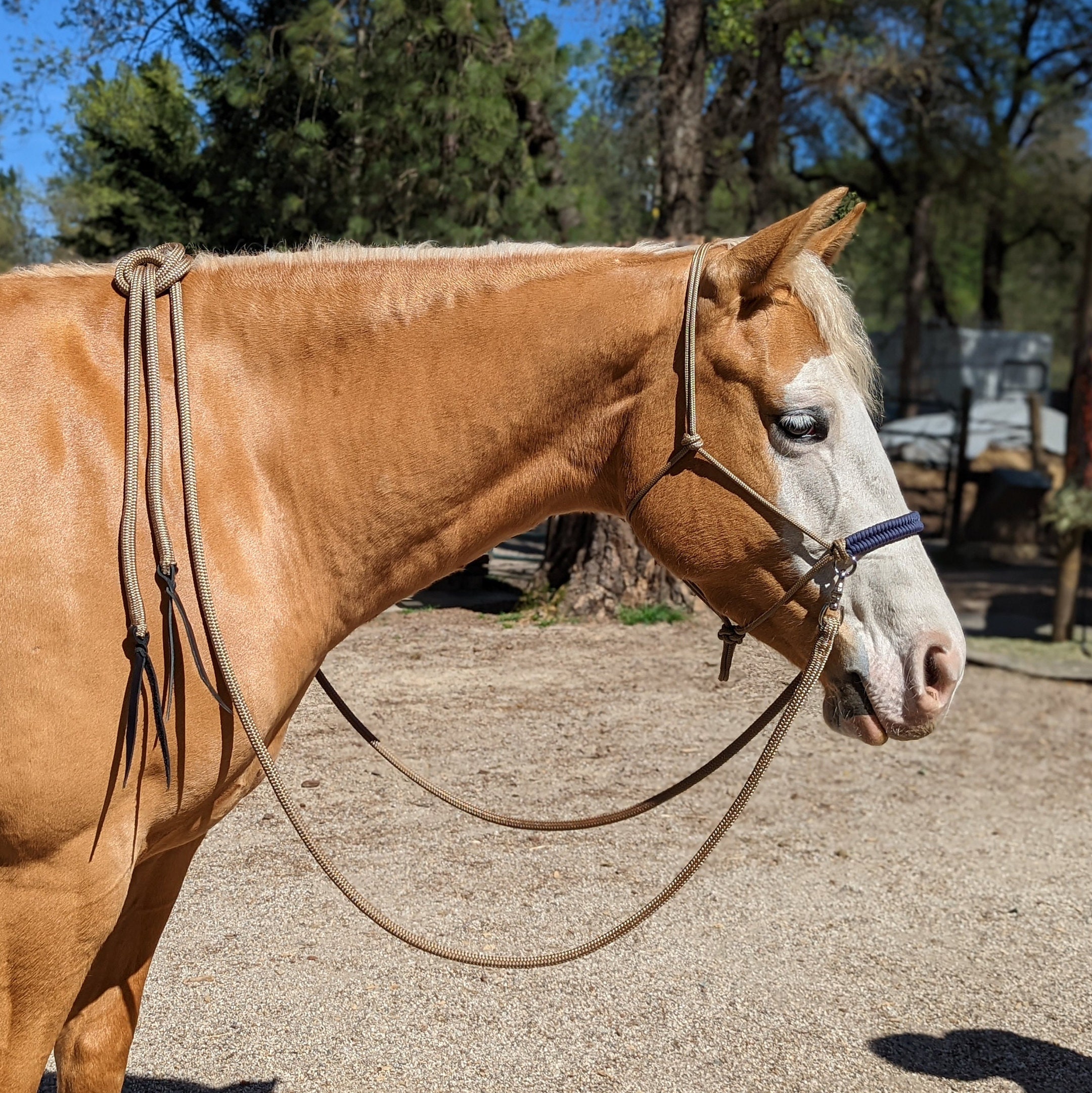 The Quick Clip Rope Halter - Cob – Spotted M Tack