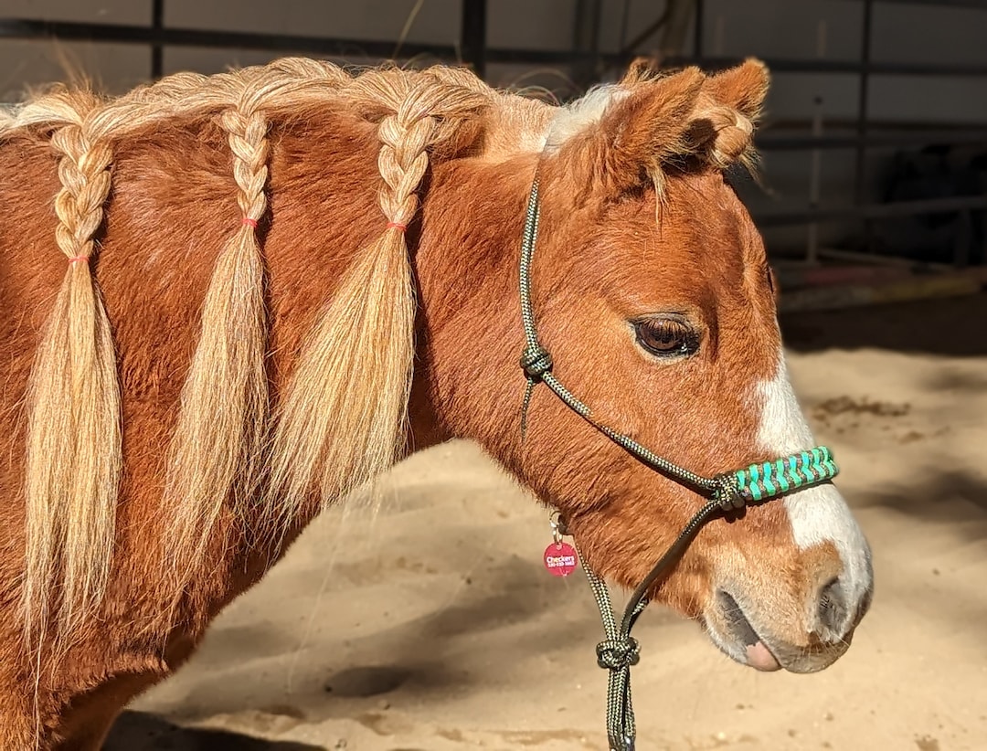 Miniature Horse and Pony, ROPE HALTER With PARACORD Noseband, Mini, Trail, Arena, Training