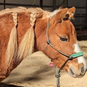 May include: A brown and white miniature horse with a braided mane and tail. The horse is wearing a green and black rope halter.