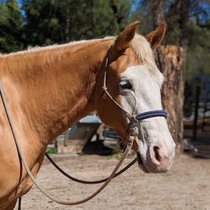 May include: A light brown horse with a white face and a blue rope halter. The horse is wearing a brown leather lead rope.