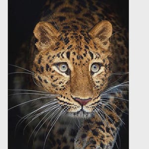 Könnte beinhalten: Nahaufnahme des Gesichts und der Vorderpfote eines Leoparden, vor dunklem Hintergrund. Der Leopard hat ein braun-beige geflecktes Fell, grüne Augen und lange weiße Schnurrhaare. Das Bild ist in einem weißen Rahmen eingefasst.