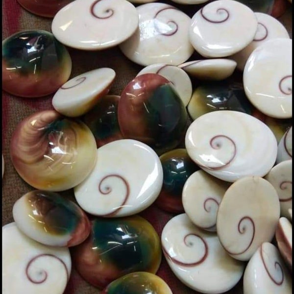 Flat Spiral Shells Etsy