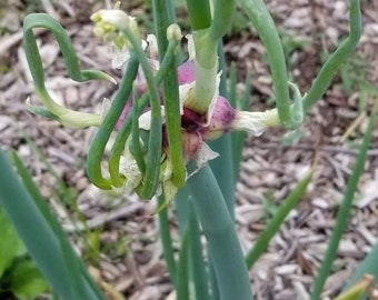 Egyptian Walking Onions Bulblets ** Naturally Grown Perennial Onions! **