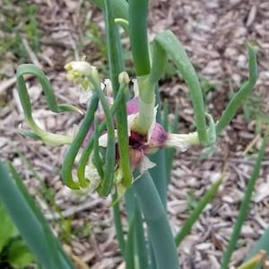Egyptian Walking Onions Bulblets ** Naturally Grown Perennial Onions! **