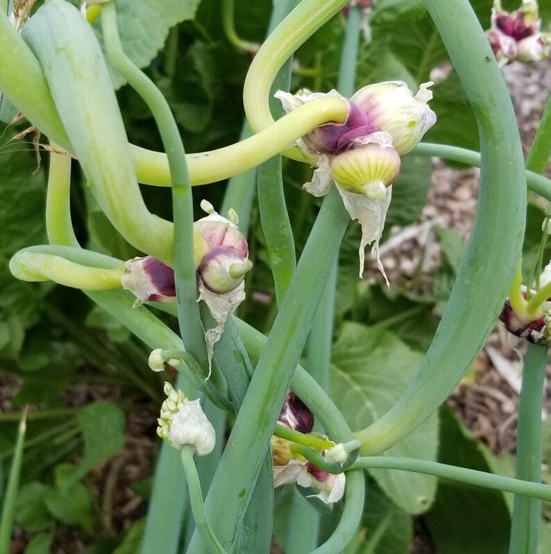 Egyptian Walking Onions Naturally Grown Perennial Onions Etsy