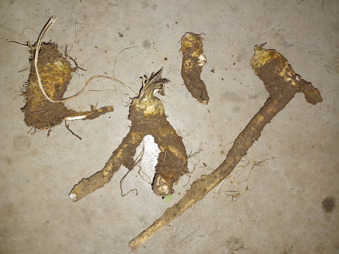 Horseradish Crowns Grow Your Own Horseradish More Sustainable Etsy