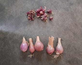 Egyptian Walking Onions Bulbs ** Naturally Grown Perennial Onions! **