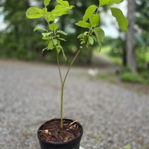 10 Red Twig Dogwood Starter Plants – cornus alba ‘sibirica’