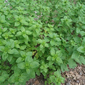 Italian Oregano ** Naturally Grown - Become More Sustainable **