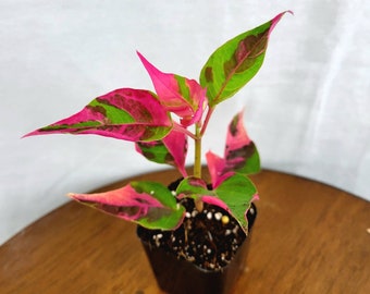 Alternanthera Ficoidea 'Partytime' Plug