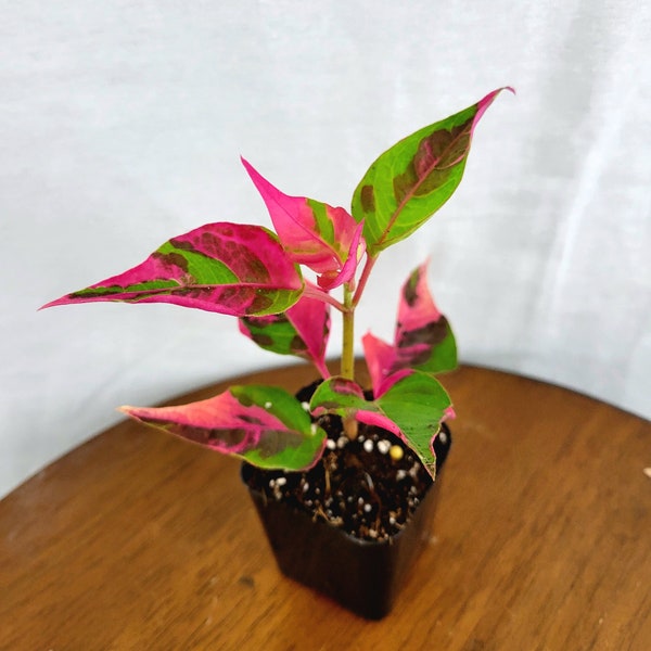 Alternanthera Ficoidea 'Partytime' Plug