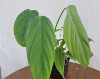 Philodendron Fuzzy Petiole- Plug