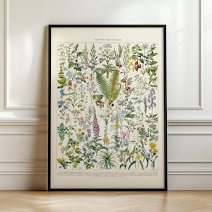 Vintage botanische print, bloemenencyclopedie poster door Adolphe Millot #flower02, schip uit VK/VS/EU/Aus, ingelijst of niet ingelijst