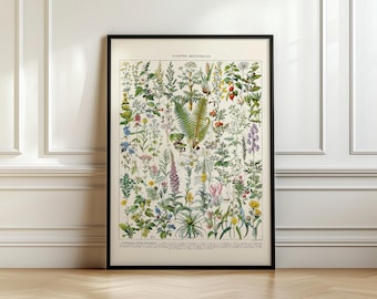 Impresión botánica vintage, póster de enciclopedia de flores de Adolphe Millot #flower02. Envío desde Reino Unido, EE. UU., UE y Australia. Con o sin marco.