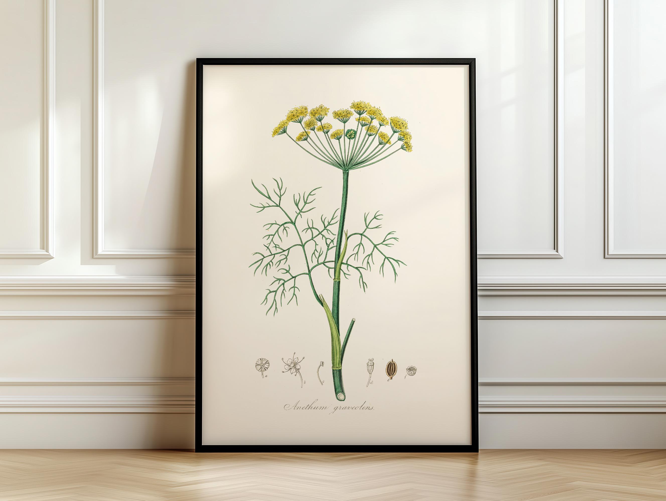 植物標本フレーム - Etsy 日本