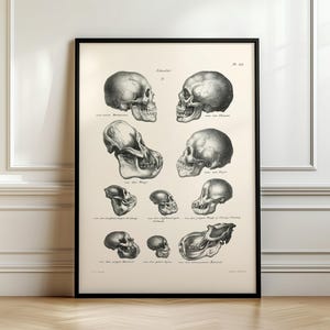 Könnte beinhalten: Schwarz-weiß anatomische Illustration verschiedener Schädel, darunter menschliche, Affen- und Affenschädel. Das Bild ist mit den wissenschaftlichen Namen der einzelnen Schädel beschriftet.