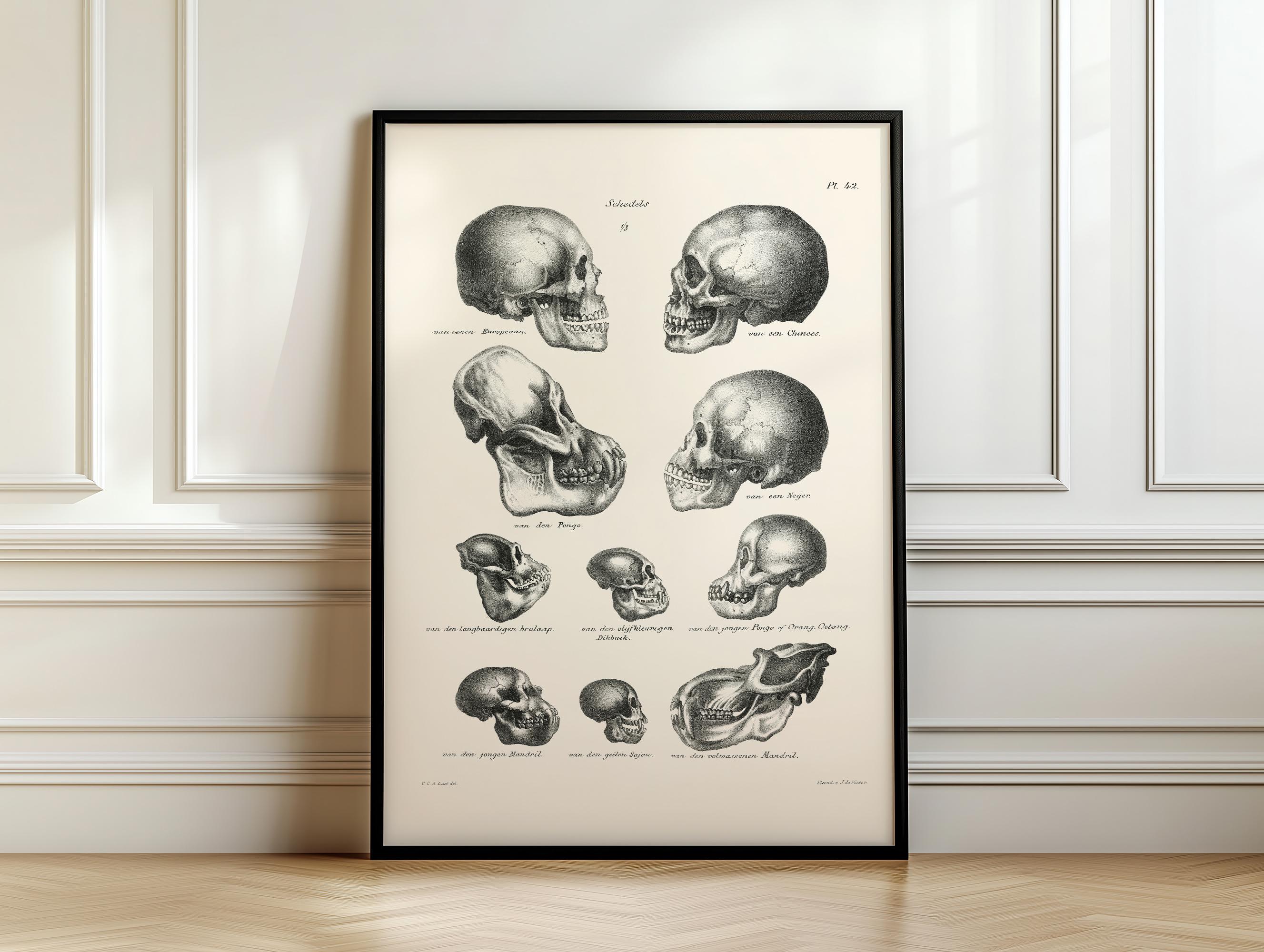 Darwin monkey skull - Etsy 日本