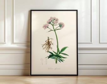 植物プリント、医療植物ウォールアート、バレリアナ（Valeriana officinalis）医療植物学、英国/米国/EU/オーストラリアから発送、フレーム付きまたはフレームなし