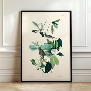 May include: A vintage illustration of two white-throated sparrows perched on a magnolia blossom branch. The birds are depicted in detail, with their gray and white plumage and long, slender beaks. The magnolia blossom is white with a yellow center and green leaves.