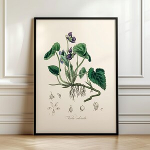 May include: A vintage botanical illustration of a violet plant with purple flowers and green leaves. The illustration is framed in black and has the text "Viola odorata" at the bottom.
