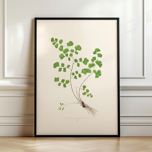 May include: A black framed botanical print of a green fern with the text "Adiantum Capillus Veneris" and "187"