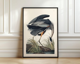Antiker Vogeldruck, Graureiher, 1838, John James Audubon, Schiff aus UK/US/EU/Aus, gerahmt oder ungerahmt