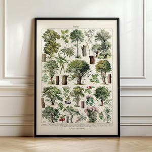 Vintage boomprint, botanische print Adolphe Millot Trees #tree03, schip uit VK/VS/EU/Aus, ingelijst of niet ingelijst