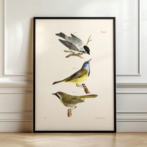 Birds print, The Carolina Tit & The Mourning Warbler, James Ellsworth De Kay, Ship from UK/US/EU/Aus, framed or unframed