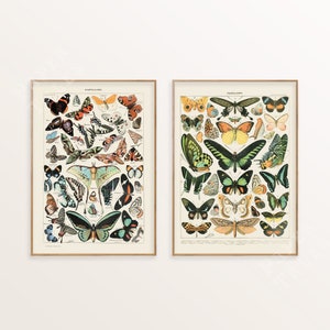 Set van 2 vintage vlindermuurkunst, vlinderprintset, Adolphe Millot, schip uit VK/VS/EU/Aus, ingelijst of niet ingelijst