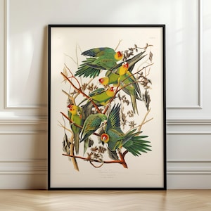 Audubon Birds print - Carolina Parrot from Birds (1827) by John James Audubon, Ship from UK/US/EU/Aus, framed or unframed