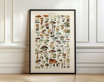 May include: A vintage botanical illustration of various types of mushrooms. The illustration is in a black frame and features a variety of mushrooms with different colors, shapes, and sizes. The title of the illustration is "Champignons" in French.