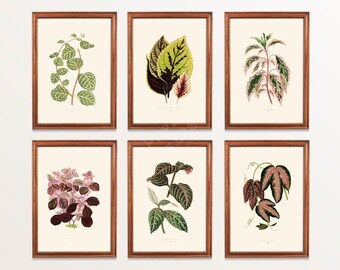 May include: Six framed botanical prints featuring different types of plants with green, pink, and red leaves. The prints are in brown frames and are arranged in two rows of three.
