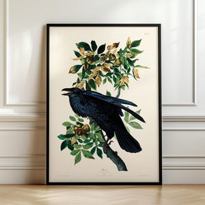 Póster vintage de aves: Cuervo, de Aves de América, de John James Audubon. Envío desde Reino Unido, EE. UU., UE y Australia. Con o sin marco.