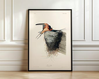 Antique Bird print, Barn Swallow, 1838, John James Audubon, Ship from UK/US/EU/Aus, framed or unframed