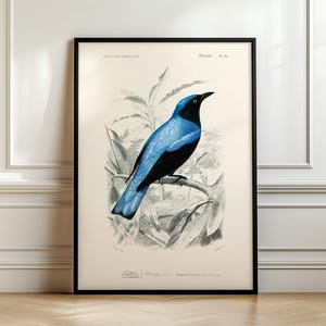 Antique Bird print, Square-tailed drongo (Edoius caerulescens), Charles Dessalines D&#39; Orbigny, Ship from UK/US/EU/Aus, framed or unframed