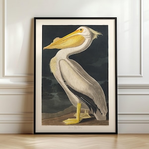 Antique Bird print, American White Pelican, 1838, John James Audubon, Ship from UK/US/EU/Aus, framed or unframed