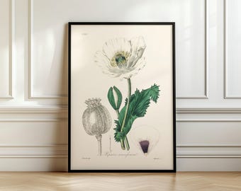 Arte mural de adormidera, arte mural de planta medicinal (Papaver somniferum), botánica medicinal. Envío desde Reino Unido, EE. UU., UE y Australia, con o sin marco.
