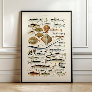 Vintage print van zeedieren, kunst aan de muur Adolphe Millot Fish Chart, schip uit VK/VS/EU/Aus, ingelijst of niet ingelijst