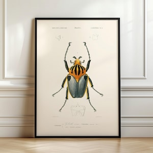 Puede incluir: Una ilustración vintage de un escarabajo con marcas negras, amarillas y verdes. El escarabajo está representado sobre un fondo blanco con texto en latín y francés.