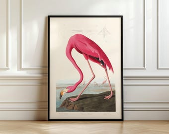 Grabado antiguo de pájaro, flamenco americano, 1838, John James Audubon. Envío desde Reino Unido, EE. UU., UE y Australia, con o sin marco.