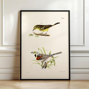 May include: Two vintage bird illustrations on a white background. The top illustration shows a yellow and black bird with a long tail perched on a branch. The bottom illustration shows a colorful bird with a long tail perched on a branch with green leaves.