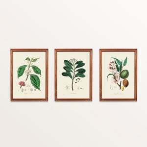 Set of 3  botanical wall art, Coffea arabica, almond, Cinnamon bark wall art  Medical Botany, Ship from UK/US/EU/Aus, framed or unframed