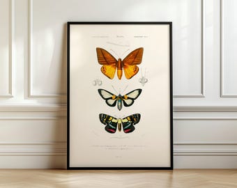Vintage Butterfly wall art, Charles Dessalines D' Orbigny (1806-1876), Ship from UK/US/EU/Aus, framed or unframed