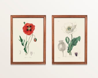 Conjunto de 2 arte mural de plantas medicinales, amapola, flor de opio, arte mural de botánica médica. Envío desde Reino Unido, EE. UU., UE y Australia, con o sin marco.