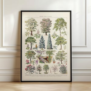 Puede incluir: Una ilustración botánica vintage que presenta una variedad de árboles y arbustos. La ilustración está en una paleta de colores apagados con tonos de verde, marrón y rosa. El título de la ilustración es "ARBORES, LIGNUM, FRUCTUS, SEMINA".