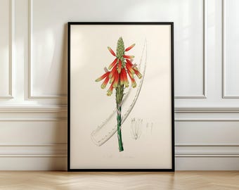 Aloe Succotrina Botanical Print: Vintage Medical Plant Art - Etsy