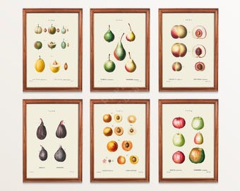 May include: Six framed botanical illustrations of various fruits, including pears, figs, peaches, and plums. Each illustration features a detailed depiction of the fruit, with a scientific name and common name listed below.