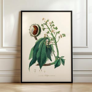 Chestnut wall art, medical plant print, European horse-chestnut, Medical Botany, Ship from UK/US/EU/Aus, framed or unframed