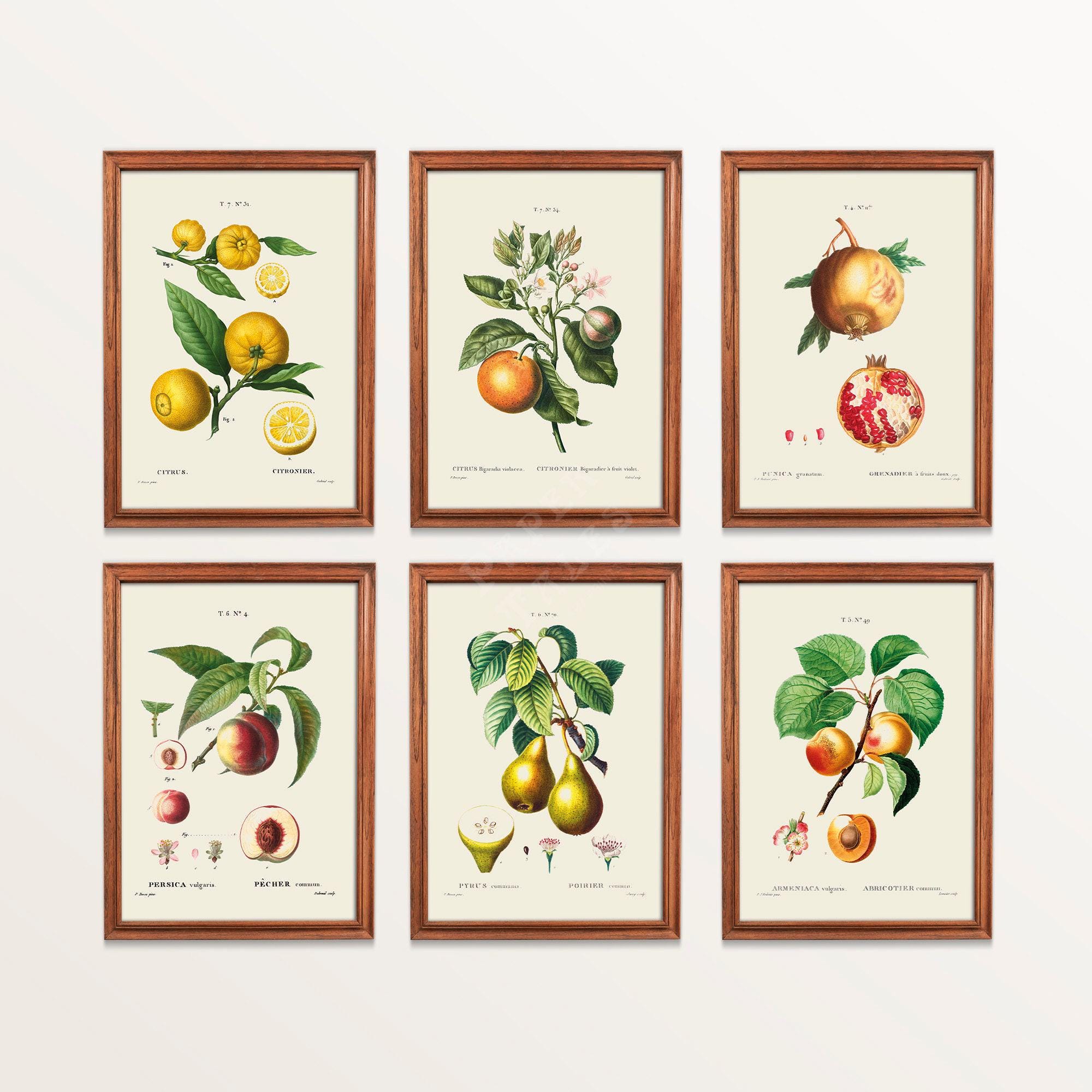 Conjunto de 6 cuadros de frutas vintage, impresión botánica, Pierre-Joseph Redouté (1817-1824). Envío desde Reino Unido, EE. UU., UE y Australia, con o sin marco.