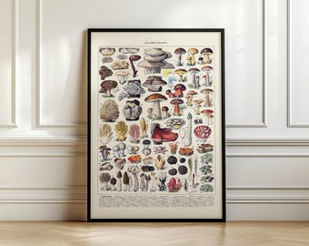 May include: A vintage botanical illustration of various types of mushrooms. The image features a detailed depiction of different mushroom species, including their caps, stems, and gills. The illustration is in a classic style with a white background and black text.